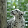 Snow Leopard.13.