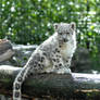 Snow Leopard.14.