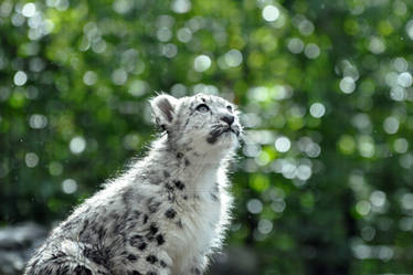 Snow Leopard.15.