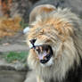 African Lion.5.