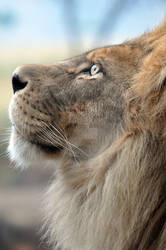 African Lion.7.