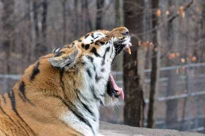 Amur Tiger.19.