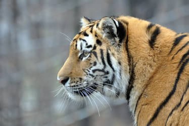 Amur Tiger.20.