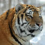 Amur Tiger.21.