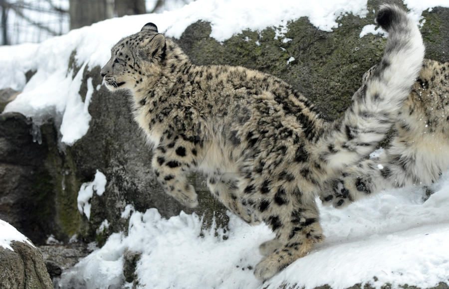 Snow Leopard.18.