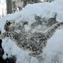 Snow Leopard.19.