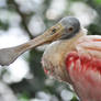 Spoonbill.2.