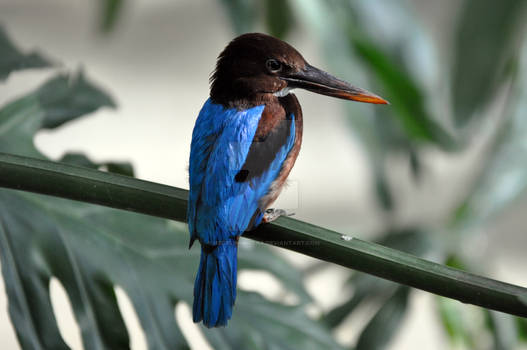 White Throated Kingfisher.1.