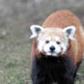 Red Panda.2.