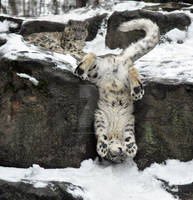 Snow Leopard.23.