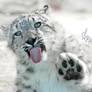 Snow Leopard.24.