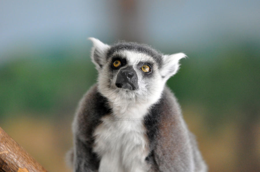 Ring Tailed Lemur.2.