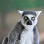 Ring Tailed Lemur.3.