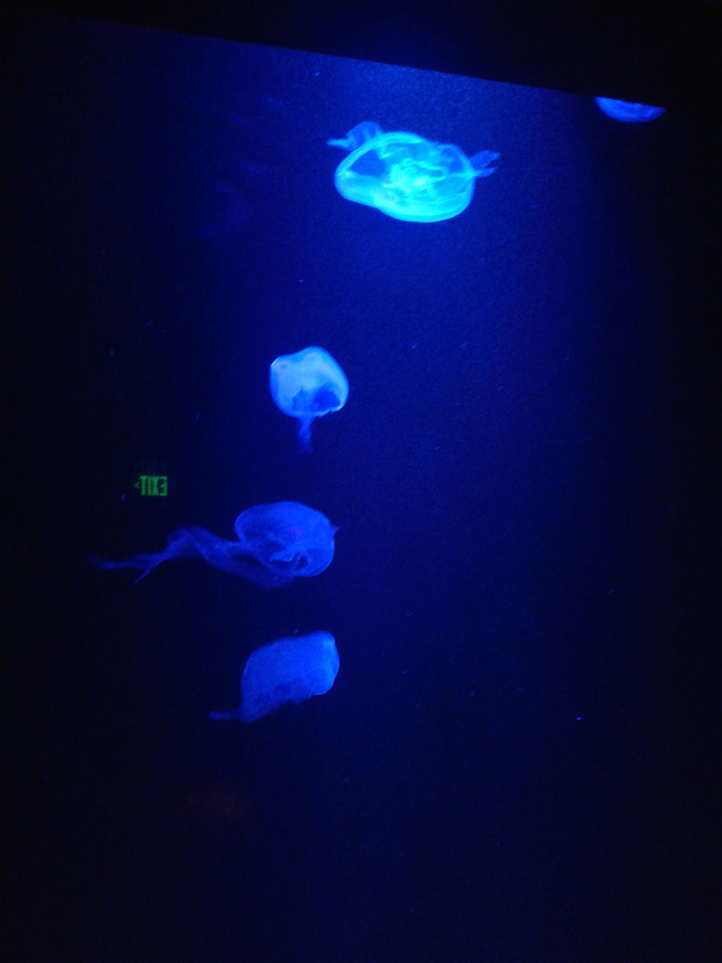 Jellyfish (Sea Life Aquarium)