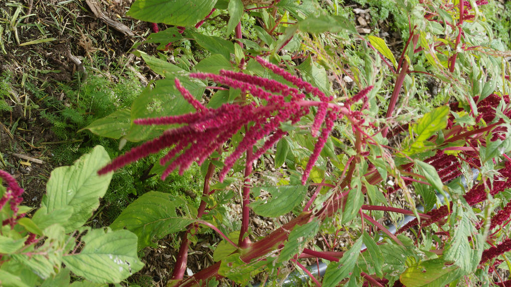 Hanging Amaranthus