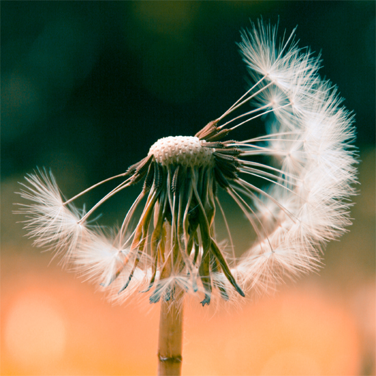 dandelion I