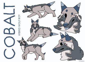 Cobalt | Hybrid Wolf Boy