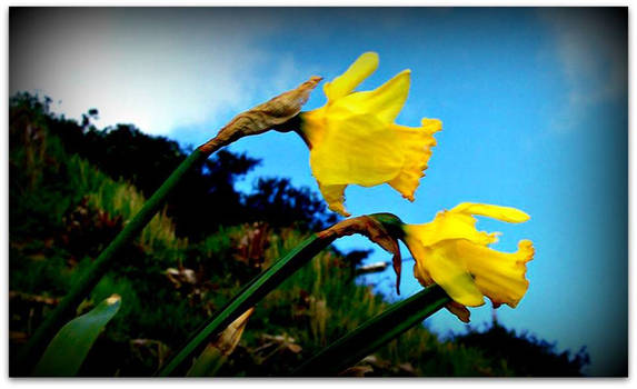 Daffodils in the wind