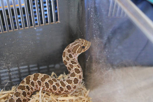 https www deviantart com tag hoggie