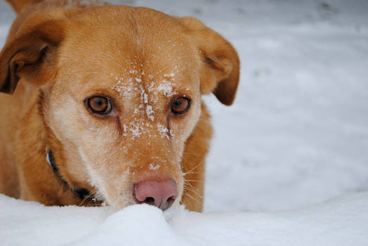 Snow Dipped Dog