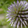 Thistle