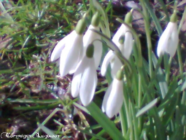 Snowdrops - przebisniegi