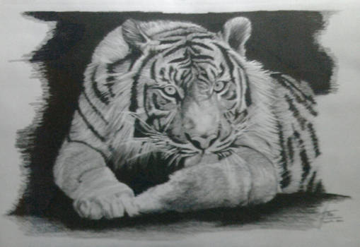 My new tiger