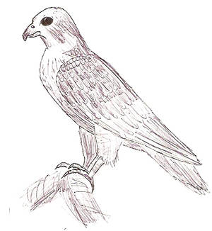 Peregrine Falcon