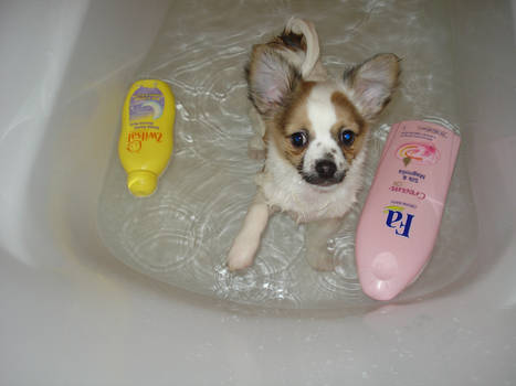 our dog in bath