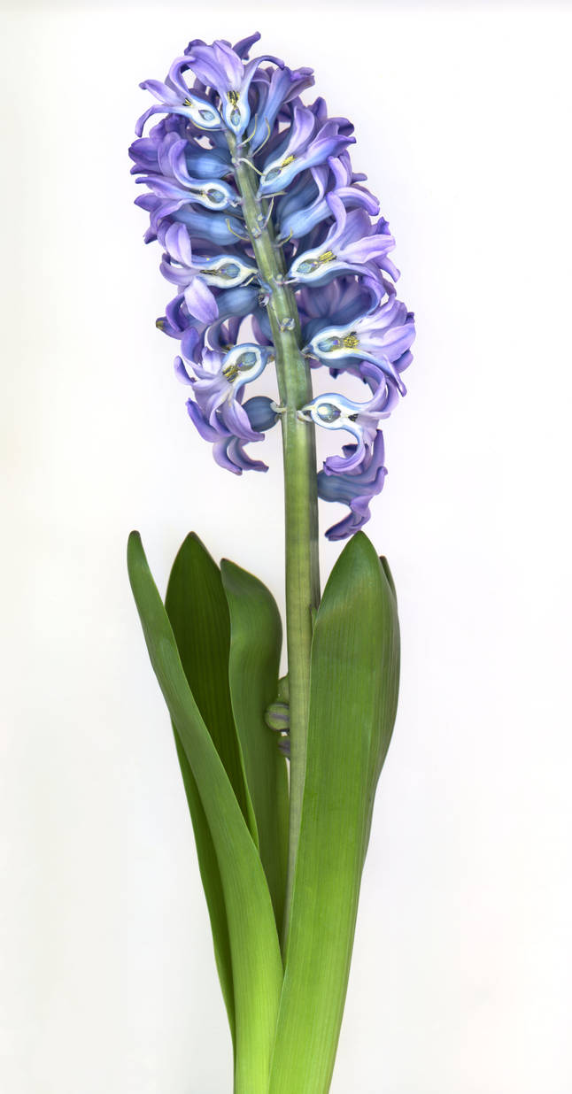 Inside Blue Hyacinth by Scanographer on DeviantArt