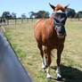 Apache cat