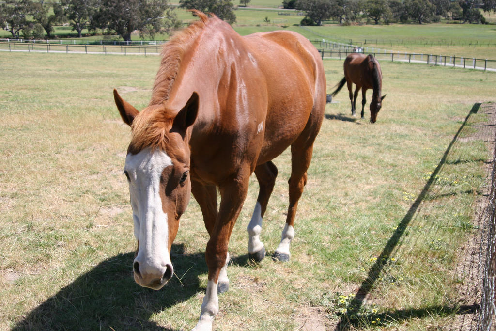 Apache cat