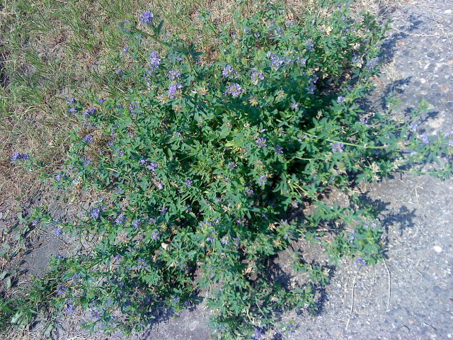 purple clover flowers