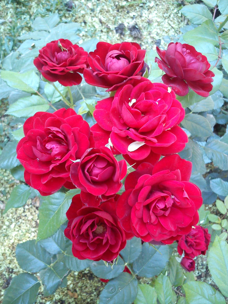 blood red roses by Koe-Hitori on DeviantArt