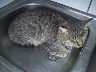 A cat who wanted to wash himself.