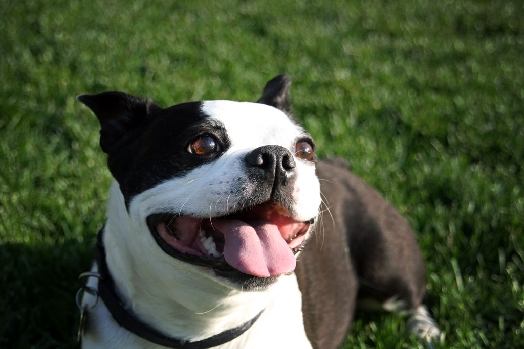 Smiling Boomer Boomer Smile by GothicPandax on DeviantArt