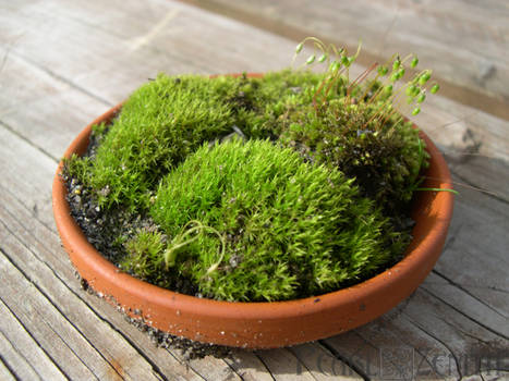 Moss