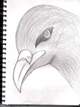 bird drawing