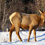 Rocky Mountain Elk/Simple Smile