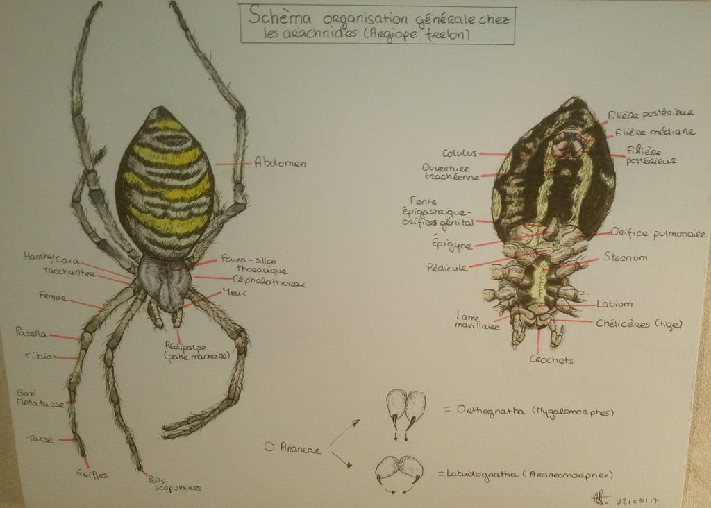 Spider Key Science Bio Spider study by Ankou35 on DeviantArt