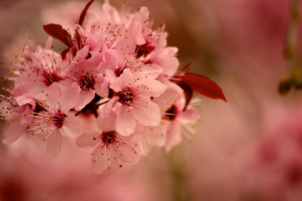 Spring Flowers