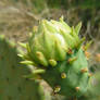 Prickly Pear Bud