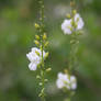 White vine flowers