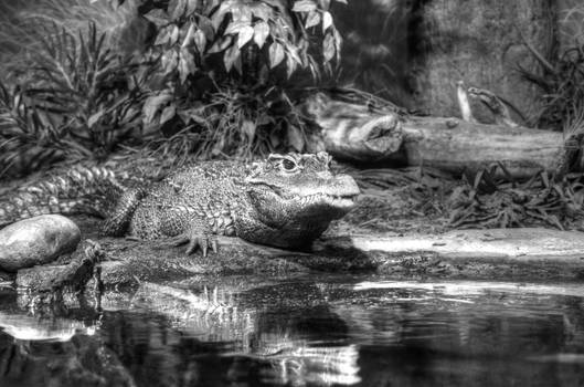 Crocodile in waiting