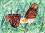 Butterflies on a Daisy by esayelemay