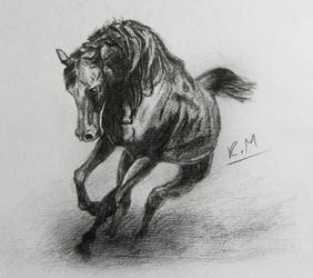 Horse sketch