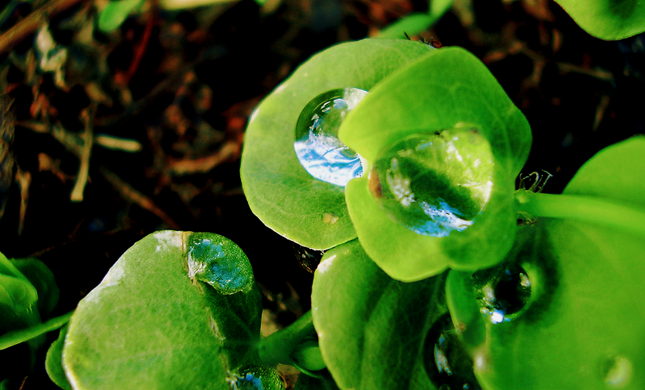 Little drops of life