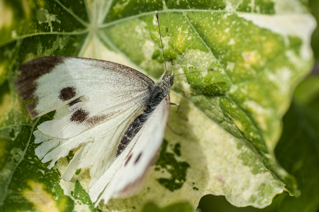 Raggedy Cabbage White