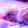 Baby Budgie