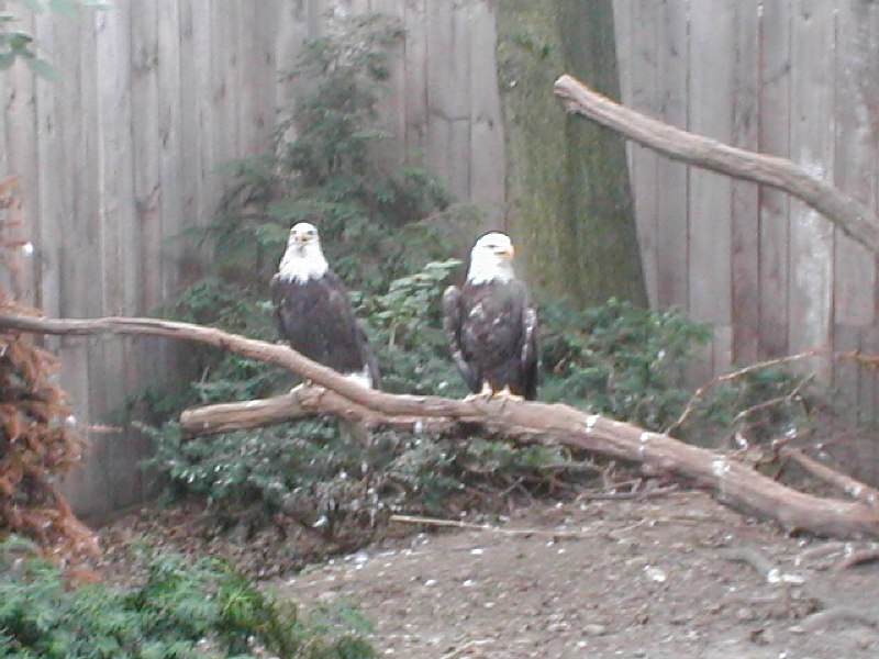 Eagles